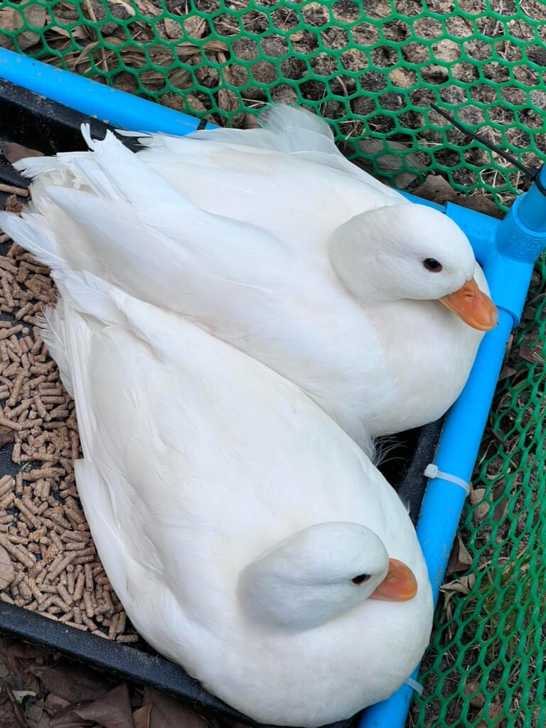 ประวัติ เป็ดคอลดั้ก call duck สวนจรัญ อ้อยอินทรีย์